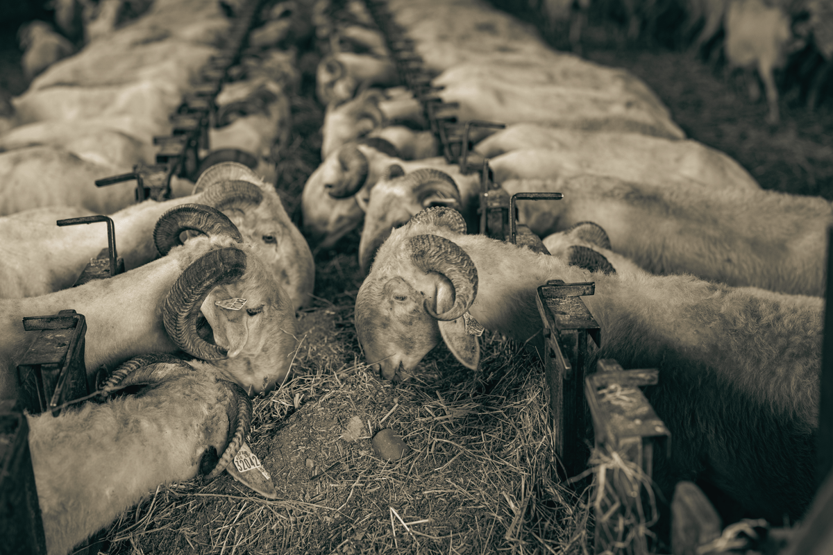 Une journée à la ferme